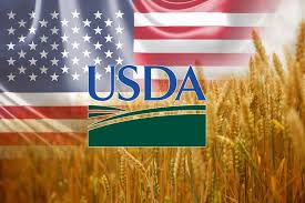 Ви зараз переглядаєте Аналітики USDA скоротили прогноз світового виробництва пшениці 