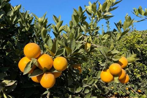 Ви зараз переглядаєте Єгипетські апельсини на горизонті: Невизначеність на ринку цитрусових та зниження попиту в Європі