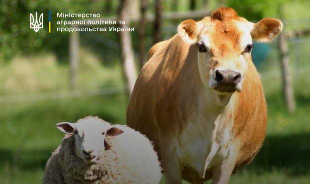 Ви зараз переглядаєте Уряд продовжив програму держдотацій на корів, овець та кіз