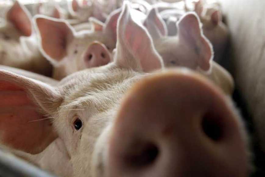 Ви зараз переглядаєте Україна може бути одним із потужних осередків у ЄС з вирощування свинини – експерт