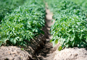 Ви зараз переглядаєте У США вивели картоплю, стійкішу до глобального потепління