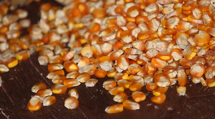 Ви зараз переглядаєте Частка української кукурудзи в імпорті ЄС перевищила 52%