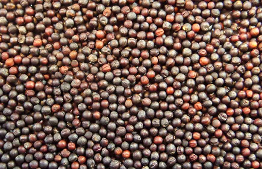 Ви зараз переглядаєте У сезоні-2024/25 Україна збільшила експорт ріпаку до ЄС