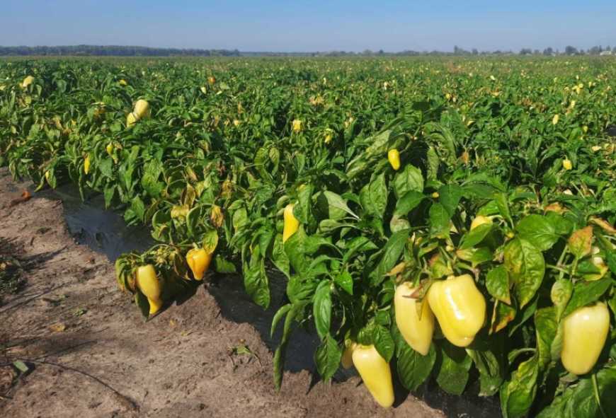 Ви зараз переглядаєте На Волині агропідприємство збільшить виробництво овочів та займеться їх переробкою