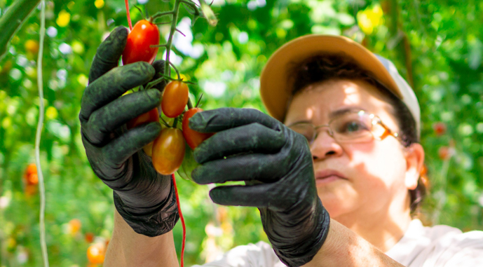 Ви зараз переглядаєте Тепличники у США скаржаться на критичний брак робочої сили