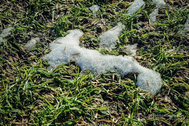 Ви зараз переглядаєте Аномальний арктичний циклон в США викликав занепокоєння щодо ймовірної загибелі 10% посівів озимої пшениці