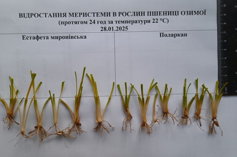 Відростання меристеми. Фото: ІСГ Карпатського регіону НААН