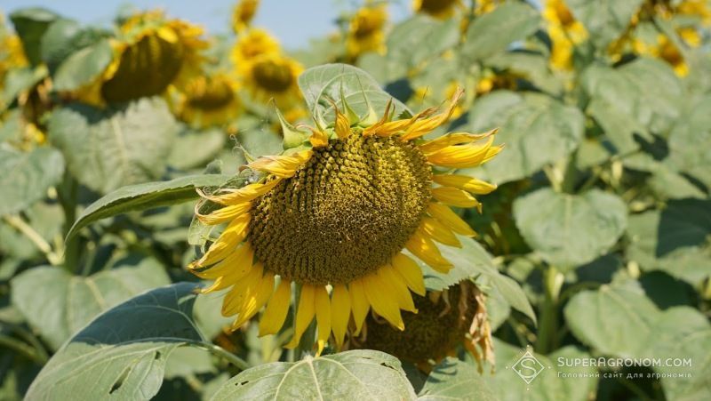 Ви зараз переглядаєте Ціни на соняшник зростають, ціни на сою дещо стабілізуються