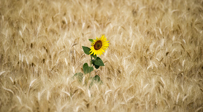 Ви зараз переглядаєте Казахстан збільшить площі під олійними культурами за рахунок пшениці