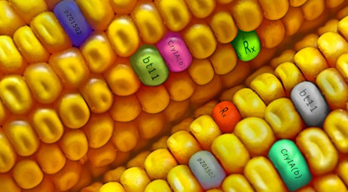 Ви зараз переглядаєте Китай розширив перелік дозволених ГМ-культур