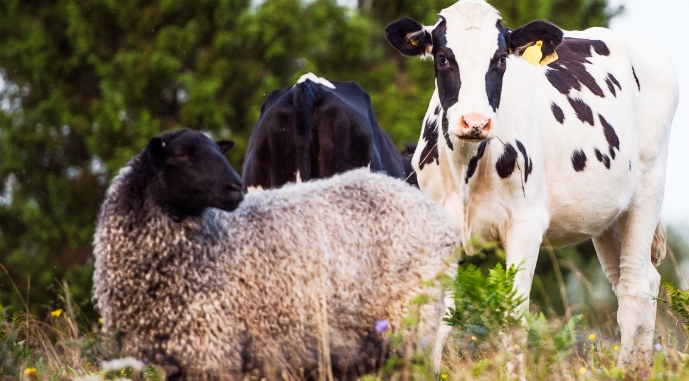 Ви зараз переглядаєте Китай заборонив імпорт продукції тваринництва з багатьох країн
