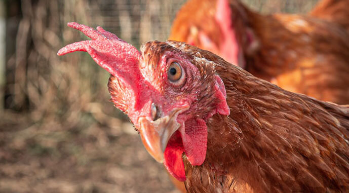 Ви зараз переглядаєте У США зафіксовано першу смерть людини від пташиного грипу