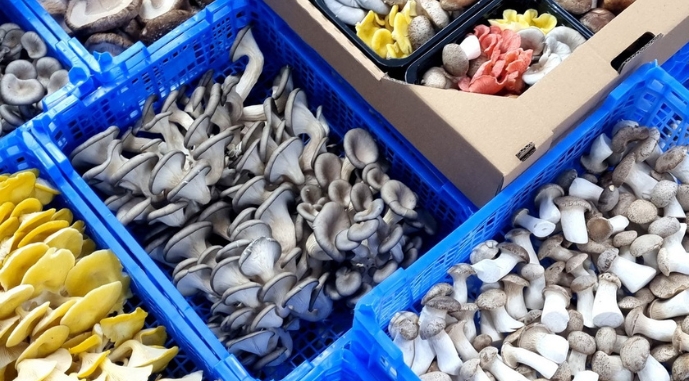 Ви зараз переглядаєте У Європі зростає попит на українські гриби