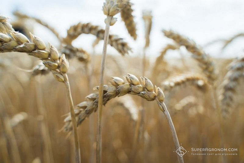 Ви зараз переглядаєте В українських портах продовжують зростати ціни на фуражну пшеницю