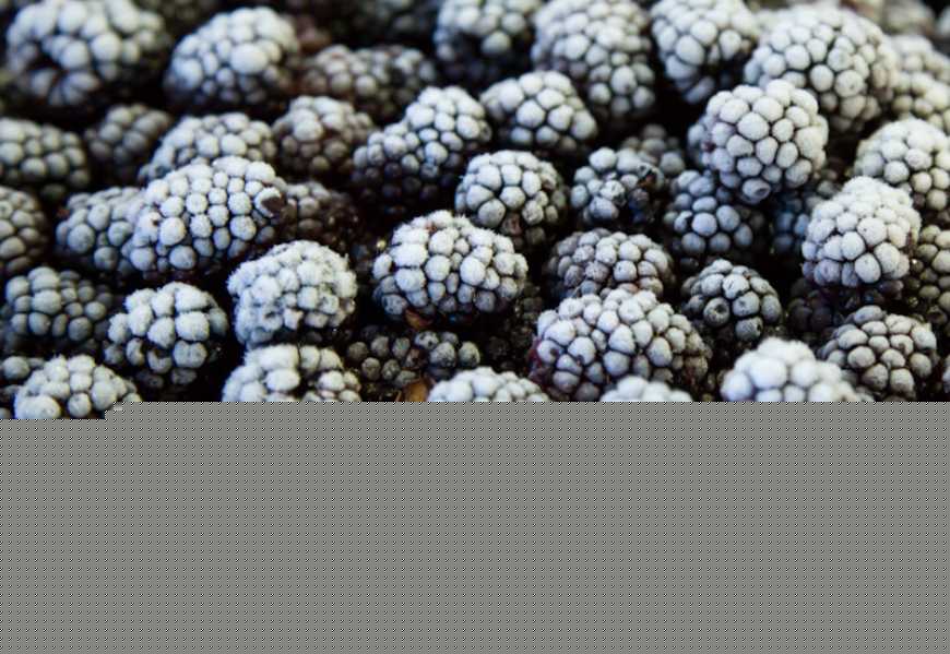 Ви зараз переглядаєте В ЄС зростає попит на заморожену ожину з України