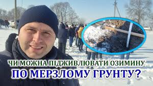 Ви зараз переглядаєте Стало відомо, чи варто підживлювати озимину по мерзлому грунту