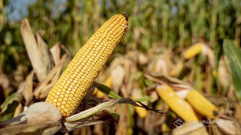 Ви зараз переглядаєте Ціни на кукурудзу нового врожаю ростуть на тлі активного попиту