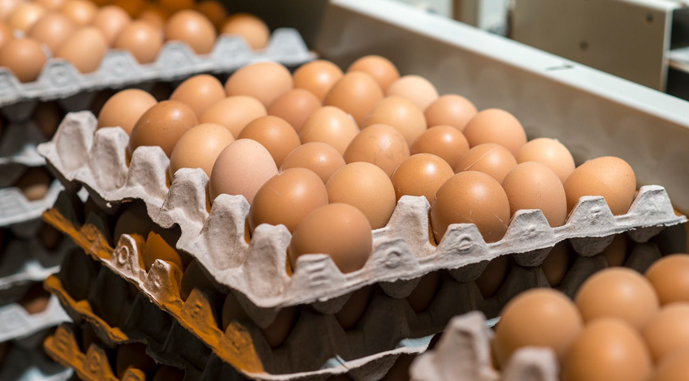 Ви зараз переглядаєте США витратять $1 млрд на подолання дефіциту яєць
