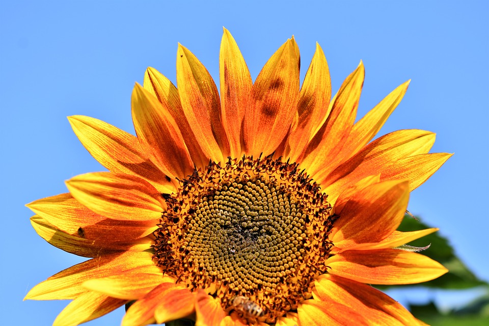 Ви зараз переглядаєте Український соняшниковий шрот захоплює 66% ринку ЄС