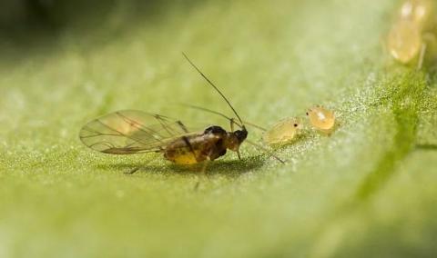 Ви зараз переглядаєте У Європі виявили новий небезпечний штам попелиці: загроза для сільського господарства