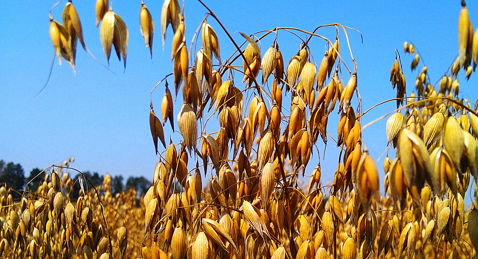 Ви зараз переглядаєте Agricom Group планує подвоїти переробку пластівців на заводі «Добродія Фудз»