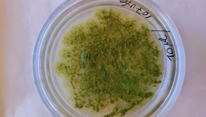 Ви зараз переглядаєте Біопрепарат для післязбиральної обробки зерна проти гриба, що продукує мікотоксини, розроблено в Аргентині