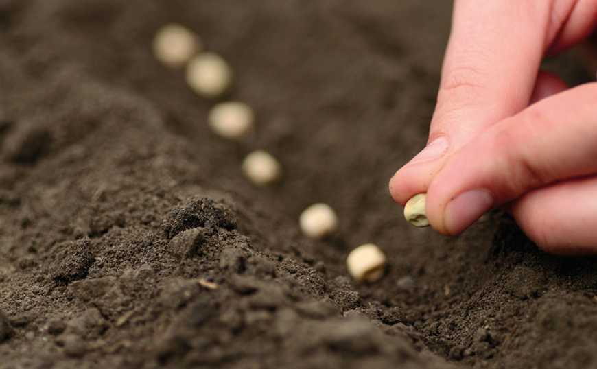 Ви зараз переглядаєте Відкриття ринку Китаю істотно не позначиться на посівах гороху в Україні –  експерт