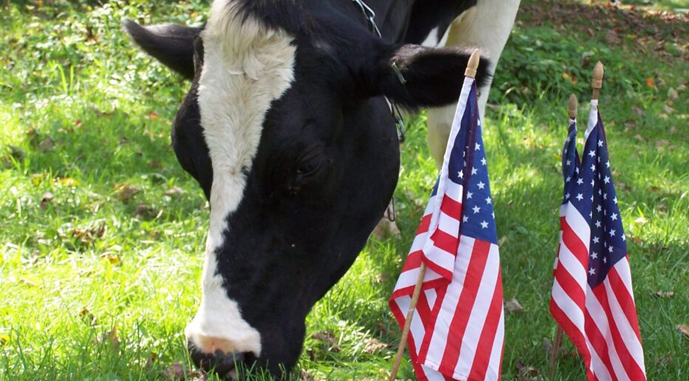 Ви зараз переглядаєте Молочний сектор США може постраждати від мит Трампа