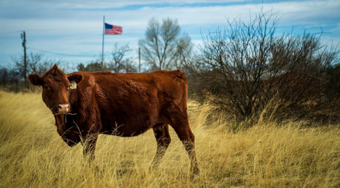 Ви зараз переглядаєте США загрожує дефіцит яловичини