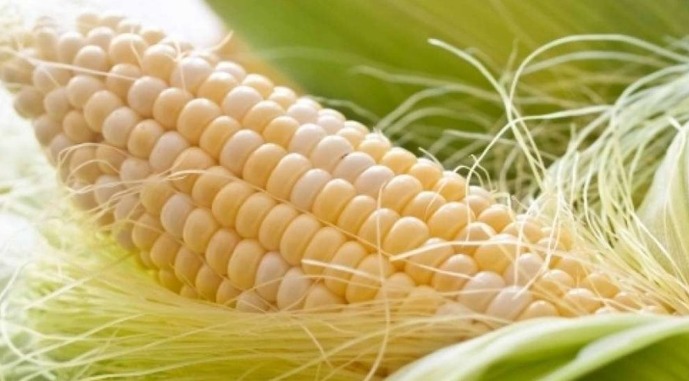 Ви зараз переглядаєте Торгова війна США та ЄС: чому для України важливі мита на кукурудзу