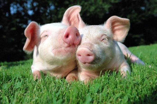 Ви зараз переглядаєте Україна націлена на експорт свинини до Південної Кореї, Китаю, В’єтнаму та ЄС