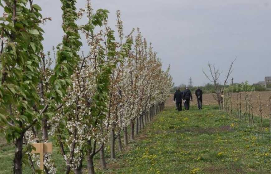 Ви зараз переглядаєте «Земельний банк»: в Україні оголосили аукціони з суборенди держземель під садівництво на 25 років