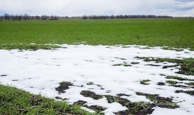 Ви зараз переглядаєте Стало відомо, яким культурам найбільше зашкодили квітневі заморозки