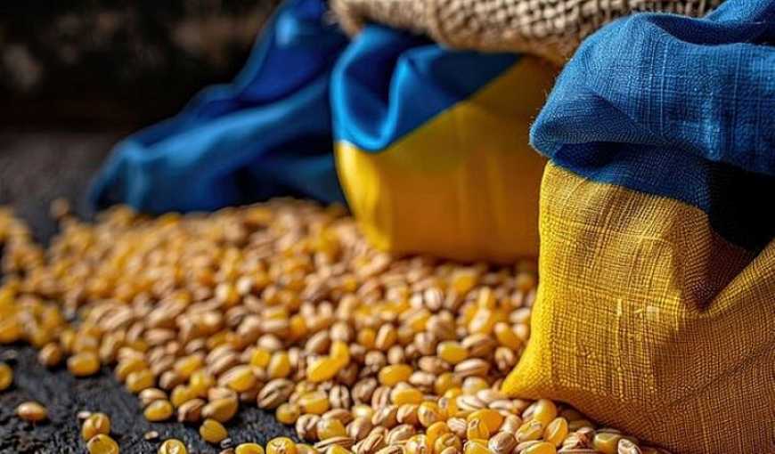 Ви зараз переглядаєте ЄС знизив на 10% частку української продукції в імпорті кукурудзи – експертка