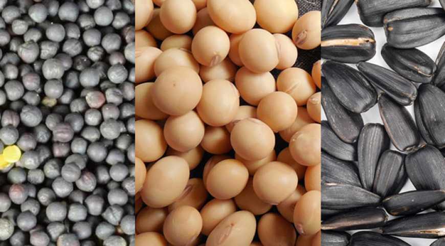 Ви зараз переглядаєте Європарламент схвалив доступ українського насіння соняшнику, ріпаку, сої та буряків на ринок ЄС