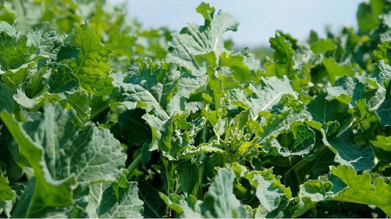 Ви зараз переглядаєте Шкідники озимих культур продовжують поширюватися, із підвищенням температур шкодочинність зросте