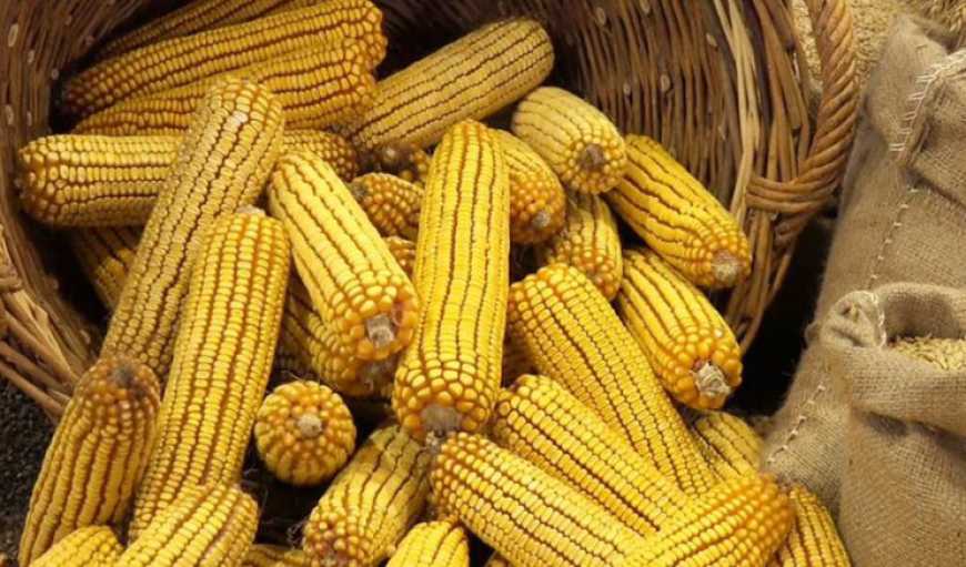 Ви зараз переглядаєте Україну можуть витиснути з ринку кукурудзи