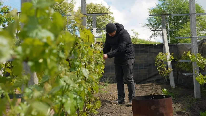 Ви зараз переглядаєте На Франківщині фермер рятує виноград від заморозків