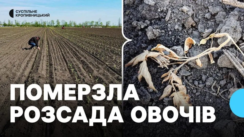 Ви зараз переглядаєте На Кіровоградщині вимерзла розсада огірків, помідорів