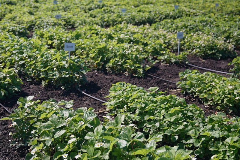 Ви зараз переглядаєте Аграрії Сумщини недоотримають до 70% врожаю ягід і фруктів внаслідок приморозків