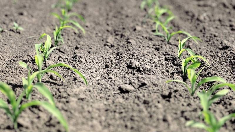 Ви зараз переглядаєте Гербіцидний захист кукурудзи в умовах сезонних ризиків — експерт порадив рішення