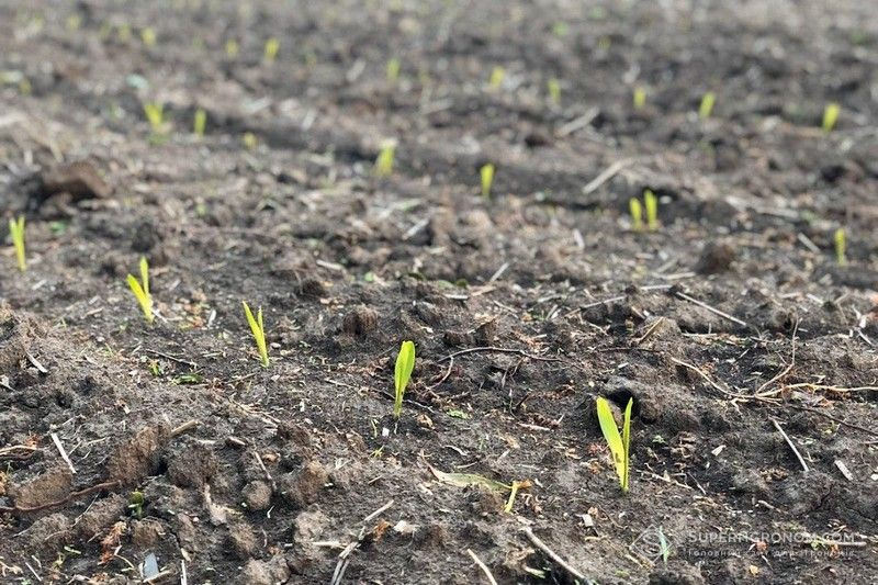 Ви зараз переглядаєте На старті вегетації кукурудзи слід подбати про бур’яни — названо комбінацію діючих речовин