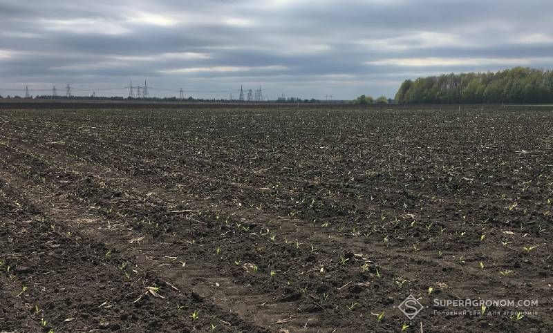Ви зараз переглядаєте Пересівати посіви ріпаку та сої деяких аграріїв змушують травневі заморозки