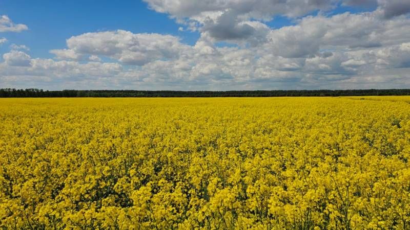 Ви зараз переглядаєте Стан посівів ріпаку, що частково постраждав від заморозків на полях Агро-Регіону, поліпшили травневі дощі