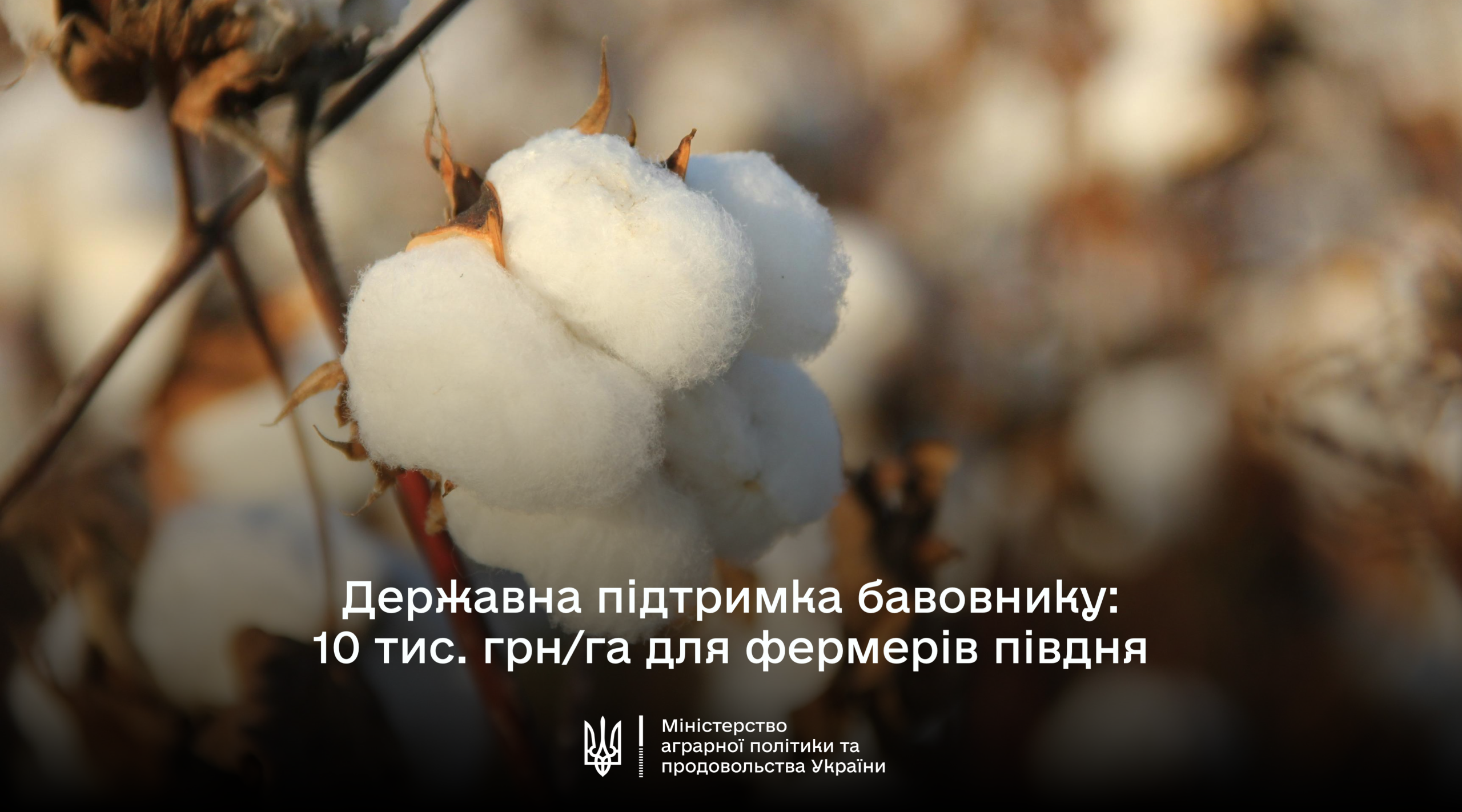 Ви зараз переглядаєте Уряд надасть допомогу фермерам на вирощування бавовнику