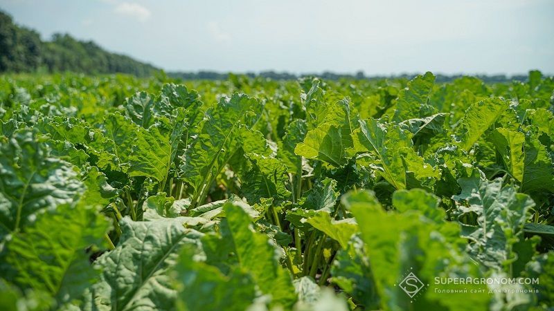 Ви зараз переглядаєте Вирощування цукрових буряків може мати гарний потенціал на Одещині
