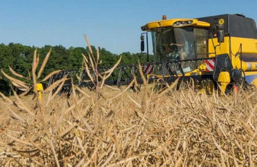 Ви зараз переглядаєте Жнива-2025: в Україні розпочався збір ріпаку