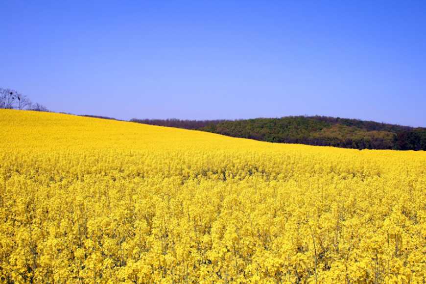 Ви зараз переглядаєте Corteva Agriscience представляє українським аграріям інноваційні гібриди озимого ріпаку