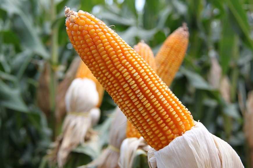 Ви зараз переглядаєте USDA прогнозує зростання світового виробництва кукурудзи