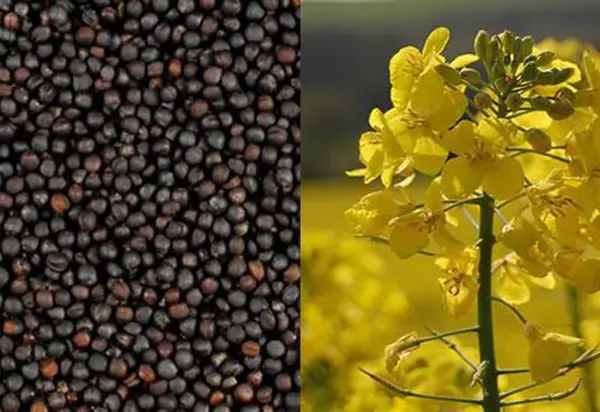 Ви зараз переглядаєте Україна втратила лідерські позиції експортера ріпаку на ринку ЄС